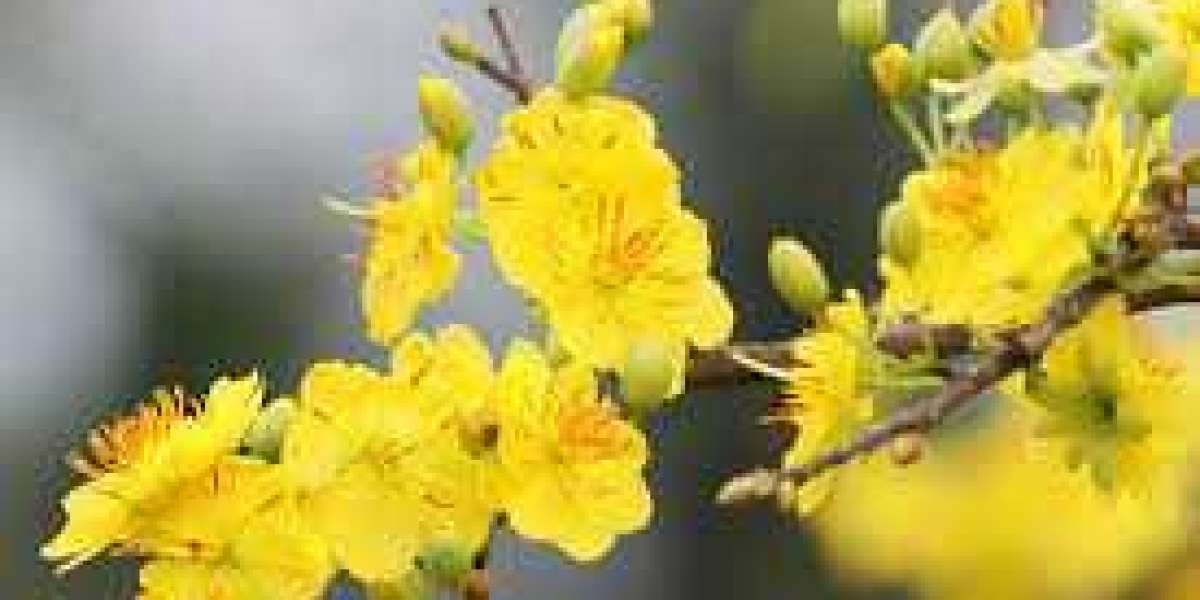 Chăm sóc cây mai sau Tết - Cây khỏe mạnh và nở hoa mạnh mẽ vào năm sau
